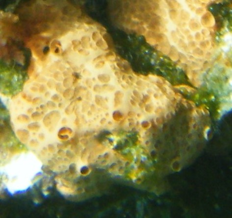 Hemimycale columella (Bowerbank, 1874)